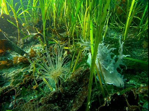 一只海蛞蝓慢慢地接近海葵。视频素材