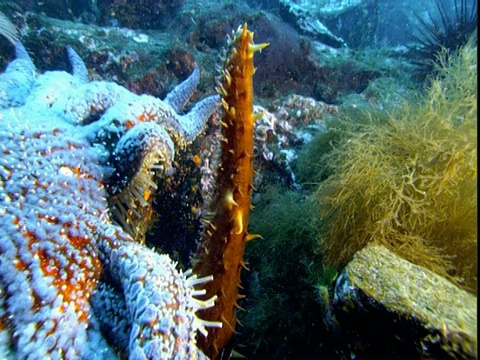 在电报湾，海参在蓝色海星的触须上游动。视频素材