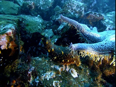 在海底，一颗蓝色的海星把它的手臂拱起在海参上。视频素材