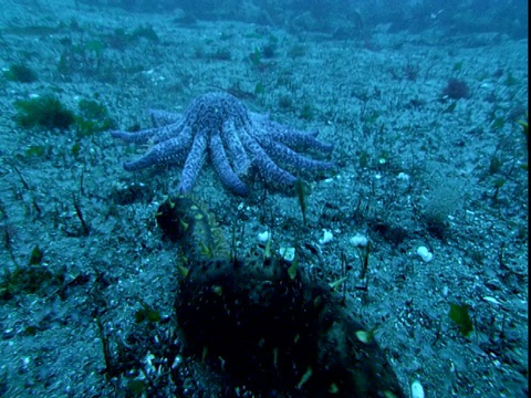 一颗蓝色的海星跟着两只海参在海底游动。视频素材