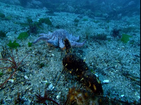 向日葵海星沿着海底追逐海参。视频素材