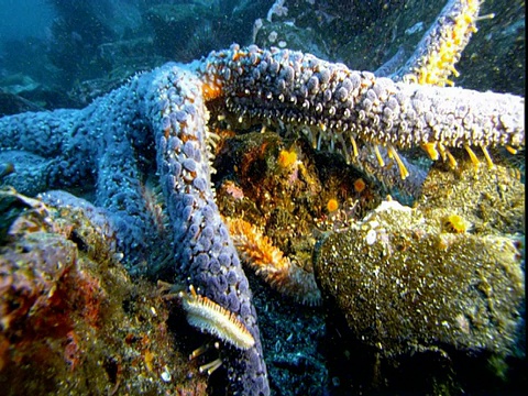 一颗向日葵海星躺在多岩石的海底。视频素材