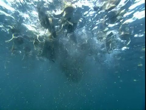 在电报湾，海鸟正在捕食一个饵球。视频素材