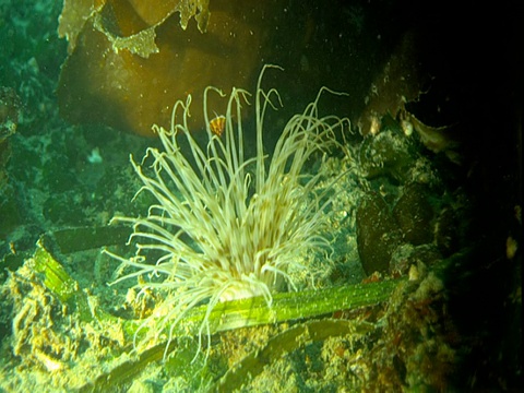 浮游生物漂过蜘蛛状的海葵。视频素材