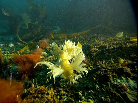 浮游生物漂过各种各样多彩的海洋生物和黄色的海蛞蝓。视频素材