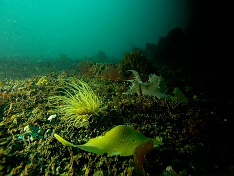 浮游生物漂过珊瑚和海葵。视频素材