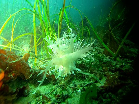 各种各样的海洋生物在海底繁衍生息。视频素材