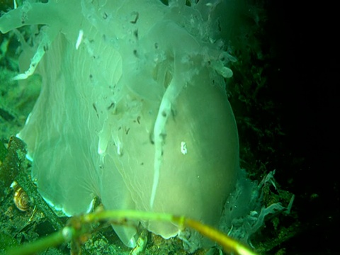 海蛞蝓以路过的浮游生物为食。视频素材