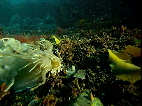 海蛞蝓以漂浮的浮游生物为食。视频素材