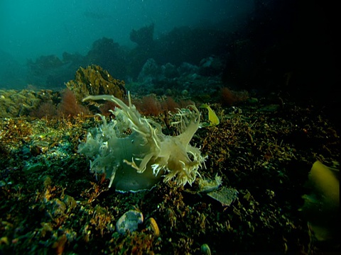 海蛞蝓以漂浮的浮游生物为食。视频素材