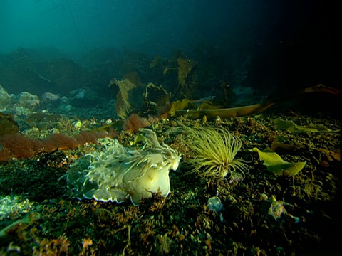 各种各样的海洋生物在电报湾繁衍生息。视频素材