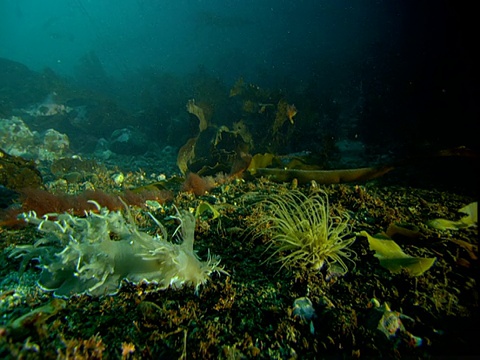 各种各样的海洋生物在电报湾繁衍生息。视频素材