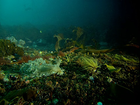 洋流冲刷着电报湾的海洋生物。视频素材