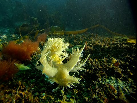 浮游生物漂过海蛞蝓。视频素材