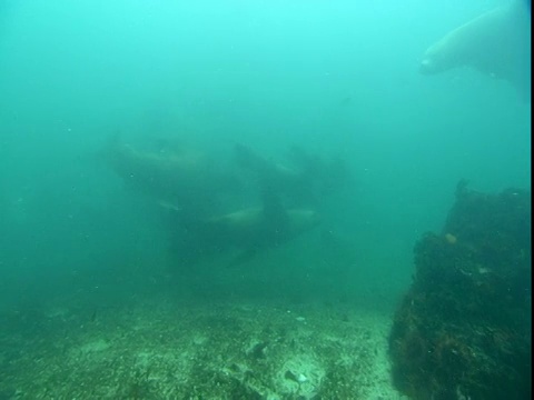 一群虎头海狮在温哥华岛外的电报湾玩耍。视频素材