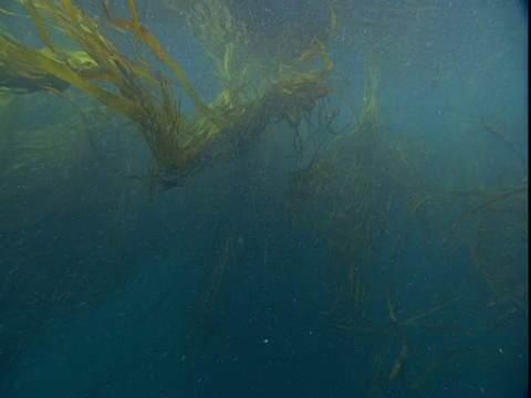 浮游生物漂过长条状的海草。视频素材