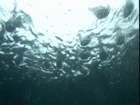 海鸟在电报湾附近划桨。视频素材