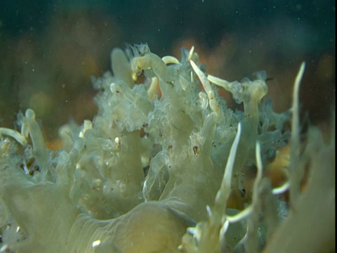 海蛞蝓以漂浮的浮游生物为食。视频素材