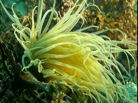 浮游生物漂过海葵。视频素材