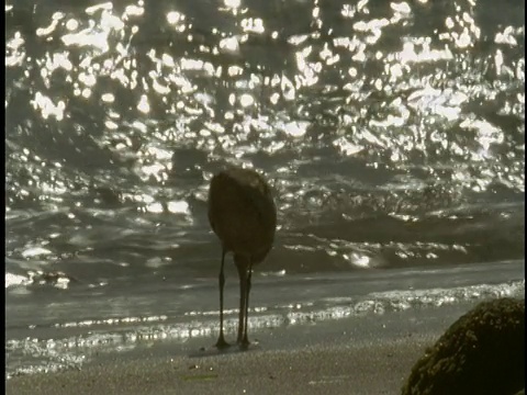 一只身披大理石的白头鲸正在蒙特雷湾海滩的湿沙中寻找食物。视频素材