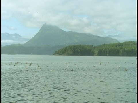 海鸥漂浮在温哥华岛电报湾海岸附近。视频素材