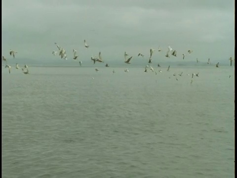 一群海鸥在温哥华岛电报湾上空盘旋。视频素材