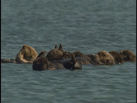 一群海獭在水面上休息和梳理。视频素材