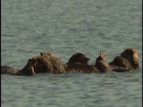 蒙特雷湾的海獭休息和梳理。视频素材