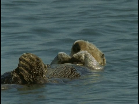 一只睡着的海獭仰面漂浮在水面上。视频素材