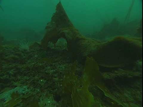 管状海葵、海带、葵花海星等多种海洋生物;覆盖海底。视频素材