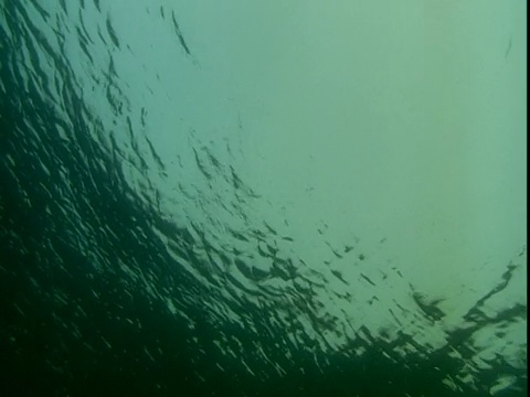 海鸥从水面起飞。视频素材