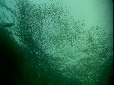 小海雀、海鸥和黄尾岩鱼以鲱鱼饵球为食。视频素材