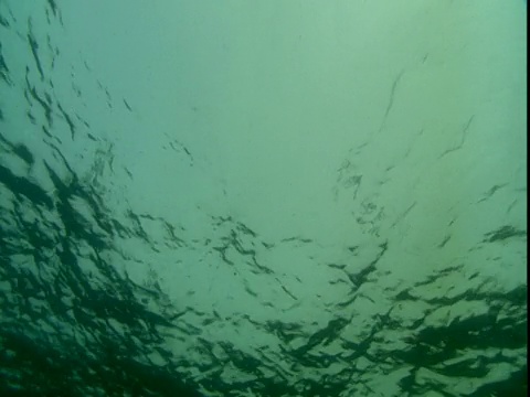 海鸥从太平洋起飞。视频素材