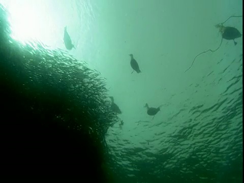 海鸥在一群鱼的上方的海面上游动。视频素材