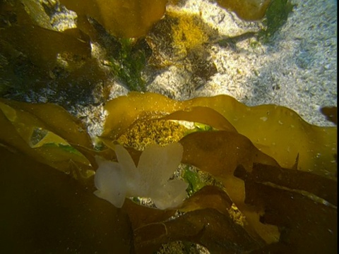 狮子的鬃毛裸鳃鱼在海底的海藻森林中游动。视频素材