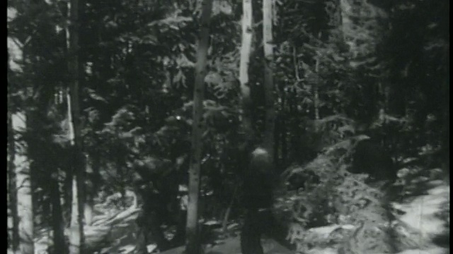 1950年，一名男子拖着冷杉树穿过雪地，而其他人在背后砍树视频素材