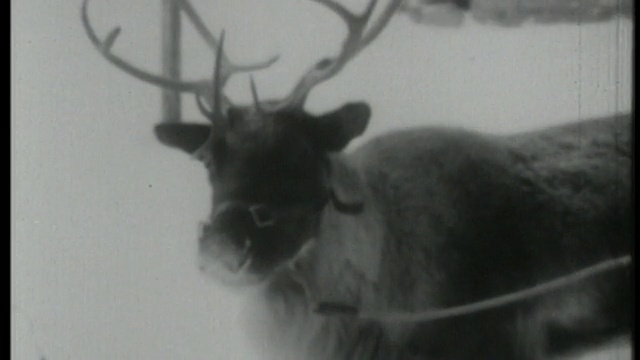 1958年，近距离观察驯鹿站在雪中咀嚼视频素材