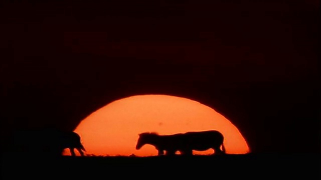 一群斑马的剪影走在巨大的夕阳前/非洲视频素材