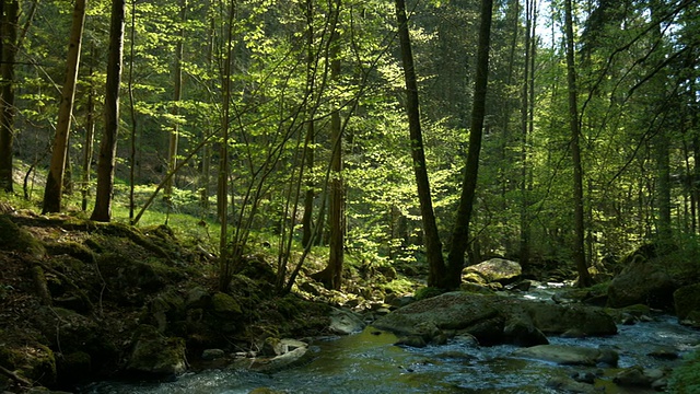 PAN Stream in Spring Forest (4K/UHD to全高清)视频素材