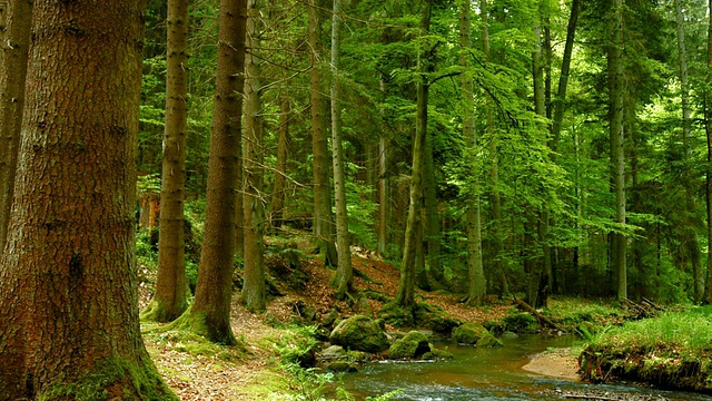 PAN Stream in Spring Forest (4K/UHD to全高清)视频素材