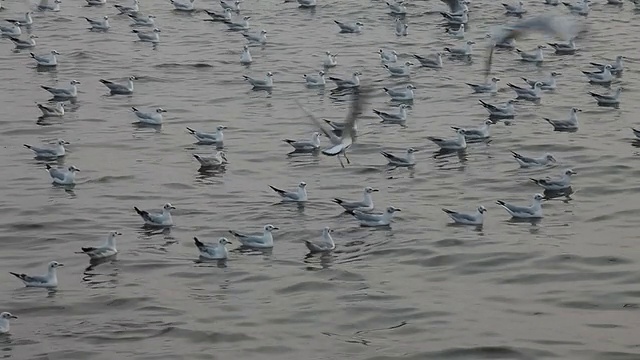 海面上的海鸥视频素材