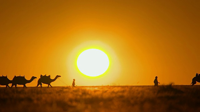 MS Camel train步行穿过日落/ Boulia，昆士兰，澳大利亚视频素材