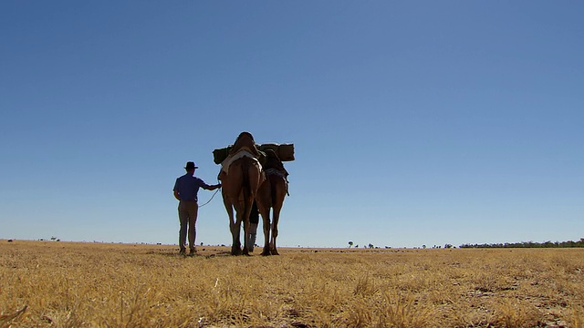 WS LA骆驼队在风景上行走/ Boulia，昆士兰，澳大利亚视频素材