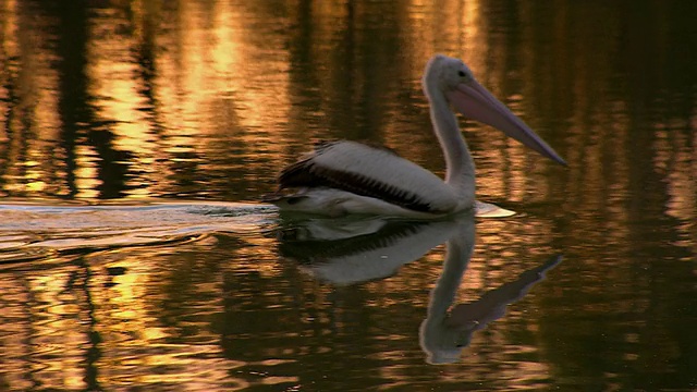 MS TS Pelican on water / Wentworth，新南威尔士，澳大利亚视频素材