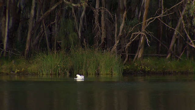 WS Pelican on water / Wentworth，新南威尔士，澳大利亚视频素材