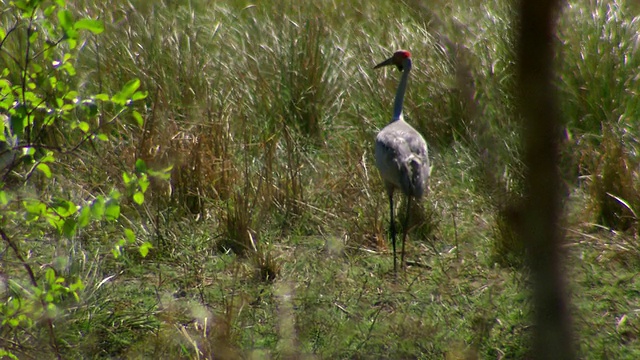 MS Birds walking in grass /诺曼顿，昆士兰，澳大利亚视频下载