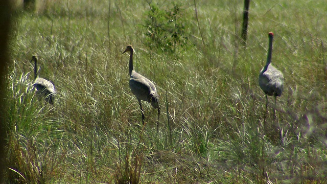 MS Birds walking in grass /诺曼顿，昆士兰，澳大利亚视频素材