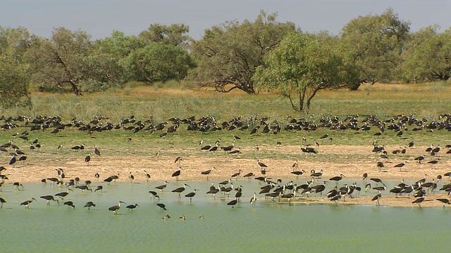 许多鸟类在河岸/ Boulia，昆士兰，澳大利亚视频下载