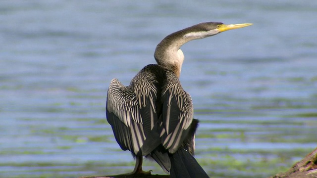 CU Bird on riverbank / Wentworth，新南威尔士，澳大利亚视频素材