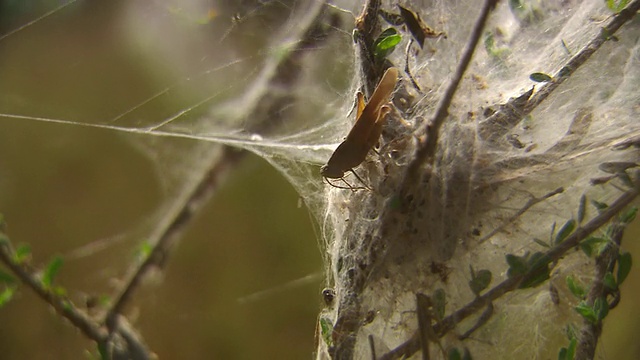 在澳大利亚昆士兰的网络/诺曼顿捕获的CU Bug视频素材